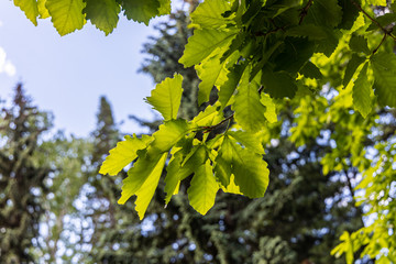 Bright beautiful green young oak leaves is in the park in summer