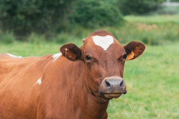 Cow with a hearth