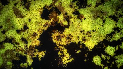 Lake Algae Drone Shot