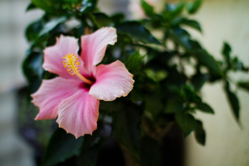 Hibiskus © Marcin Radło