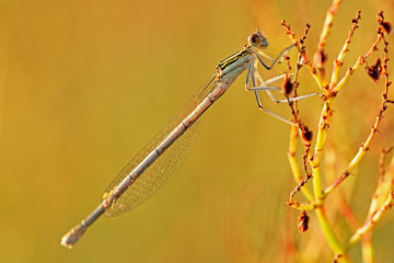 Dragonfly. Nimfa stawowa (Common blue damselfly). - obrazy, fototapety, plakaty