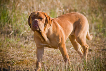 DOGUE DE BORDEAUX © Marcin Radło
