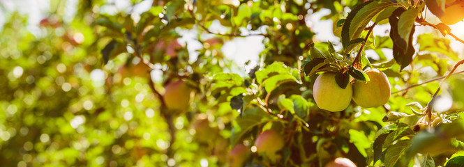ripe apples on the tree in sunlight