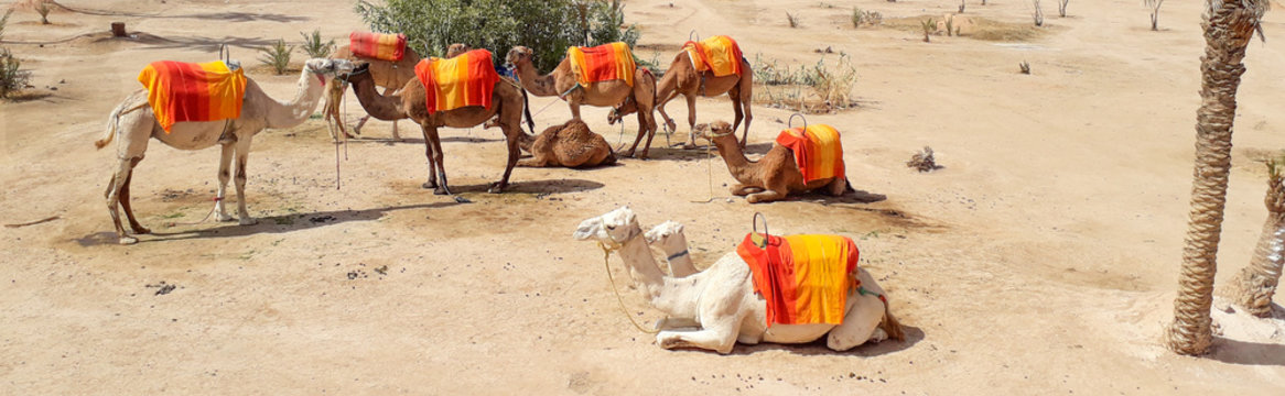 19 Best Camel Walk Images Stock Photos Vectors Adobe Stock