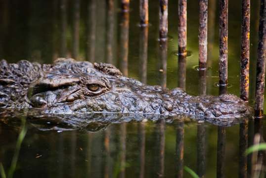 New Guinea crocodile (Crocodylus novaeguineae) is a small species of crocodile found on the island of New Guinea.