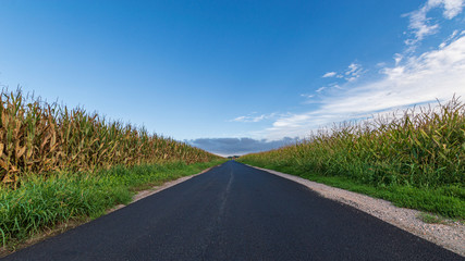 Fototapeta na wymiar A long paved road runs towards the horizon passing three cornfields