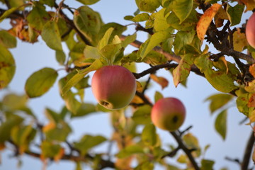 apples on a tree