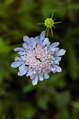 Purple Flower Field Scabious
