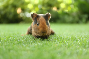 Cute guinea pig on green grass in park