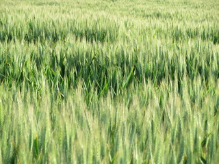 field beautiful green cereal spikes natural food
