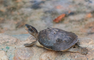 Tortoises (Testudinidae) are reptile species of the family Testudinidae of the order Testudines. They are particularly distinguished from other turtles by being land-dwelling.