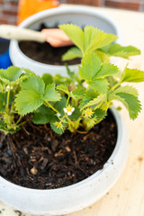 Strawberry plant