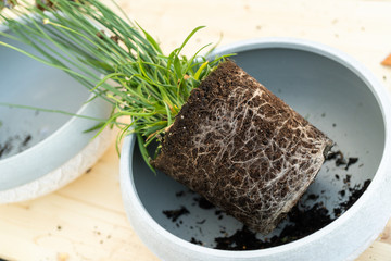 Gardening