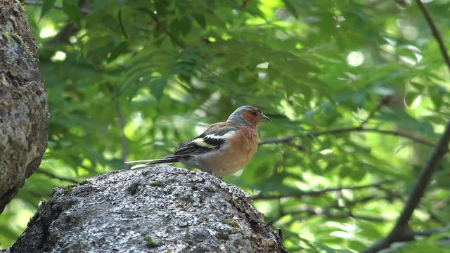 Video of bird chaffinch (Fringilla coelebs), sitting on stone in the forest.