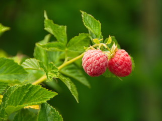 Two ripe pink raspberries against the green background