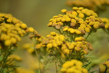 yellow flowers