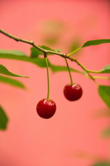 Two red ripe cherries on a branch against the pink background
