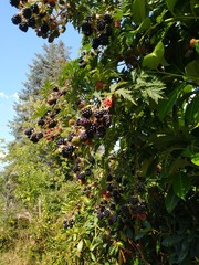 blackberry bush