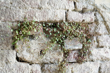 Artfully built walls with natural stone
