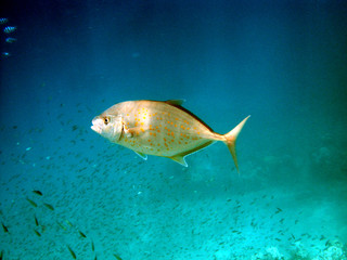 Orange spotted trevally in Thailand