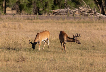 Whitetail Deer Bucks in Summer in Colorado