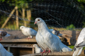 Doves, pigeons
