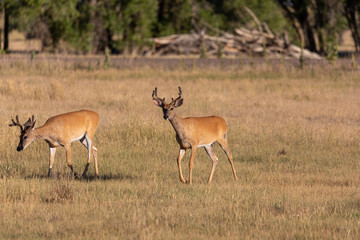 Whitetail Deer Bucks in Summer in Colorado