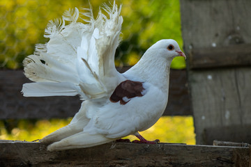 Doves, pigeons
