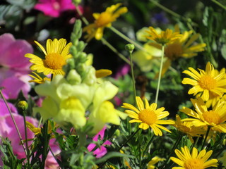 Yellow Daisies in the Garden