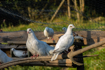 Doves, pigeons
