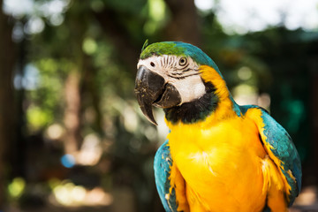 Fototapeta premium Portrait of macaw parrot bird in park