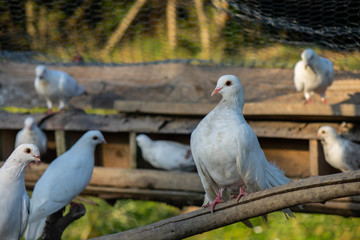 Doves, pigeons
