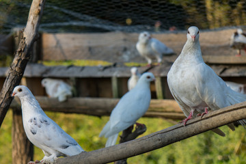 Doves, pigeons
