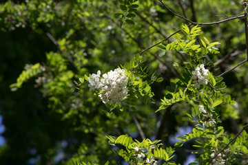 flowers of Robinia pseudoacacia in italian wood