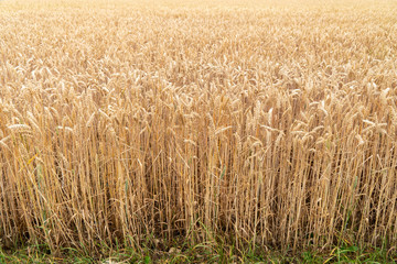 Getreide, reif für die Ernte