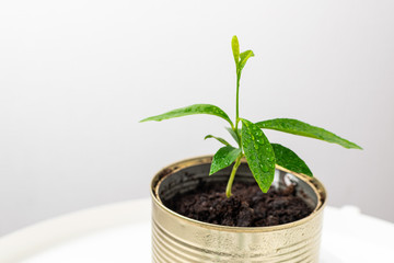 A small lemon tree grows in a tin. Light composition. Reuse concept.