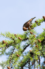 Photo of Loxia curvirostra on a tree