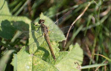 Draonfly warming it's wings on a leaf close to the ground
