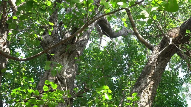 Bodhi Tree
