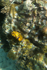 Yellow Sea Squirt, Polycarpa aurata, in Togian island