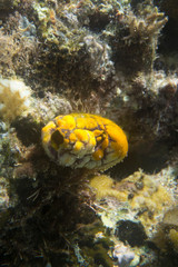 Fototapeta na wymiar Yellow Sea Squirt, Polycarpa aurata, in Togian island