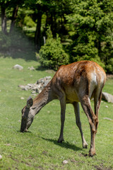Fototapeta premium Deers grazing on meadow. Deer herd meadow grazing. Deer herd on deer farm. New born roe deer, wild spring nature.
