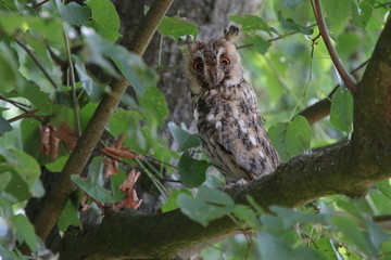 Eule im Baum