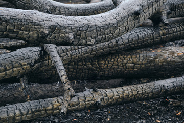 Fototapeta premium Fallen burned and charred trees after a fire in a pine forest.