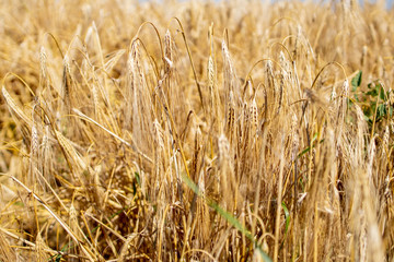 Gold Wheat Field. Beautiful Nature Sunset Landscape. Background of ripening ears of meadow wheat field. Concept of great harvest and productive seed industry