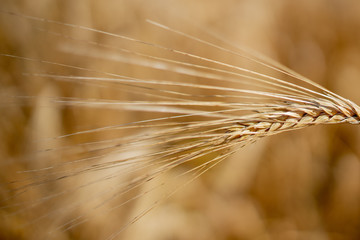 Close up of stems of gold and ripe rye. Concept of great harvest and productive seed industry
