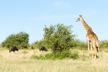 Masai giraffe and two African buffaloes in Maasai Mara National Reserve, Kenya