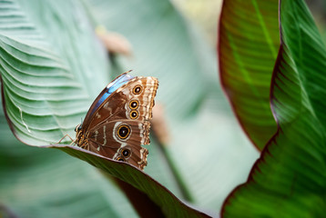 W motylarni © Dariusz