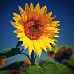 Sunflower. (Helianthus) Beautiful yellow blooming flower with blue sky. Colorful nature background for summer season.