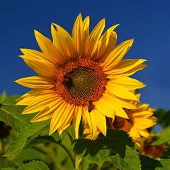 Fototapeta premium Sunflower. (Helianthus) Beautiful yellow blooming flower with blue sky. Colorful nature background for summer season.